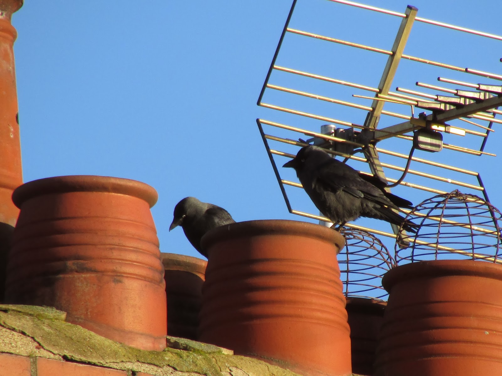 Birds Nesting In Chimneys Sweepsmart